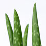 Aloeplant detail